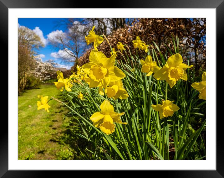 Daffodils in Spring. Framed Mounted Print by Colin Allen