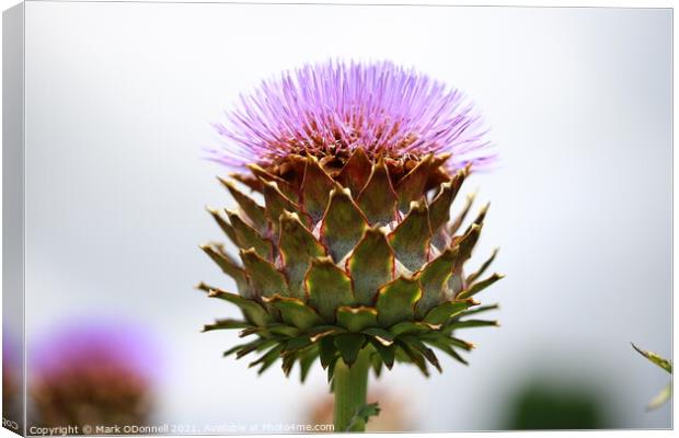 Thistle  Canvas Print by Mark ODonnell