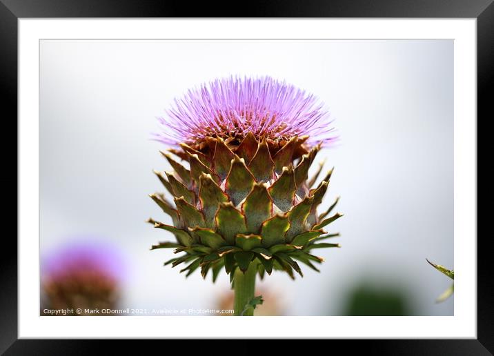 Thistle  Framed Mounted Print by Mark ODonnell