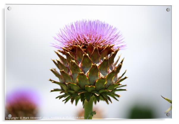 Thistle  Acrylic by Mark ODonnell
