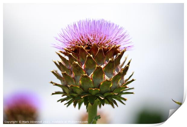 Thistle  Print by Mark ODonnell