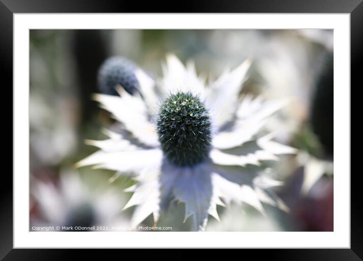 White Thistle Framed Mounted Print by Mark ODonnell
