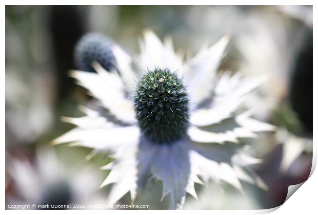 White Thistle Print by Mark ODonnell