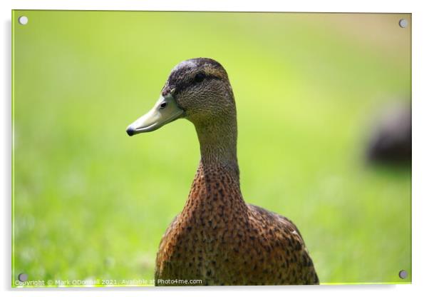 Duck  Acrylic by Mark ODonnell