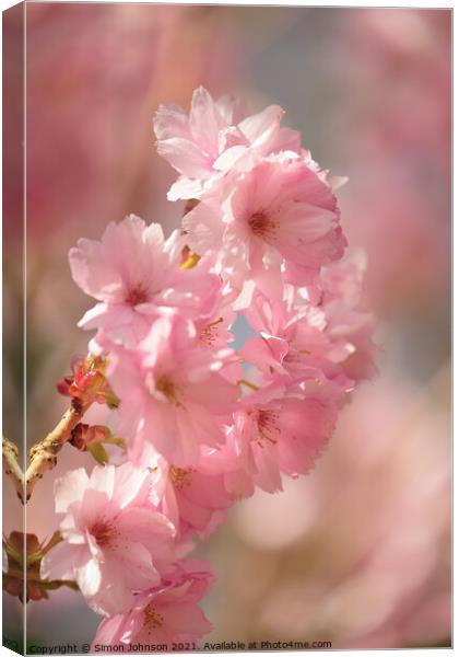 Diffused spring blossom Canvas Print by Simon Johnson