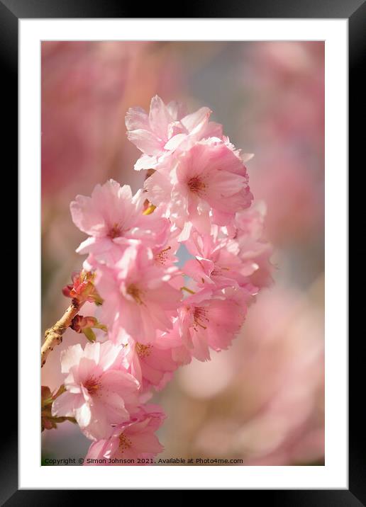 Diffused spring blossom Framed Mounted Print by Simon Johnson