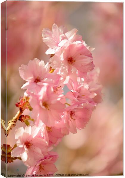 Spring Cherry Blossom Canvas Print by Simon Johnson