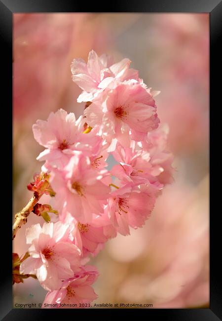 Spring Cherry Blossom Framed Print by Simon Johnson