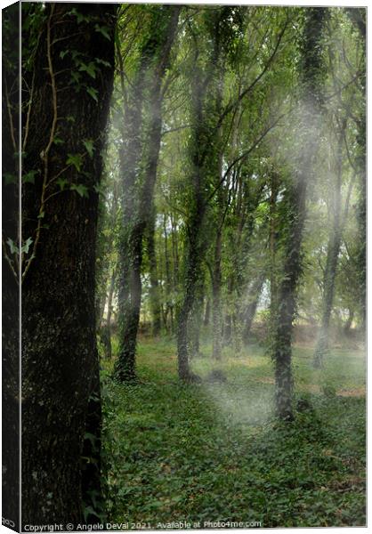 Trees Fog and Nature in Carvalhais Canvas Print by Angelo DeVal