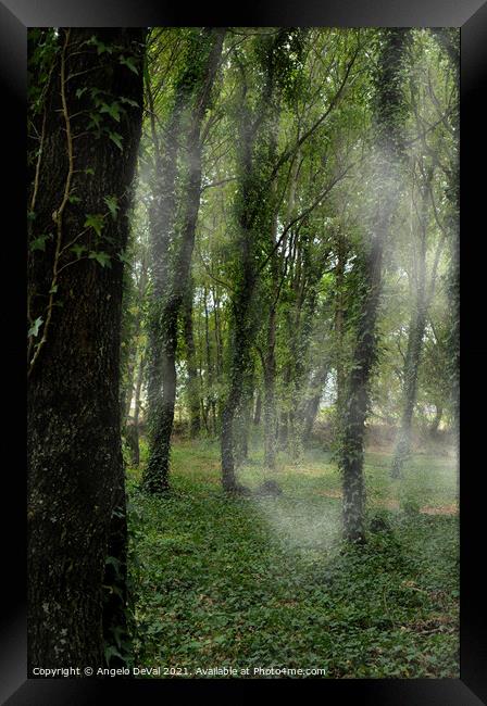 Trees Fog and Nature in Carvalhais Framed Print by Angelo DeVal