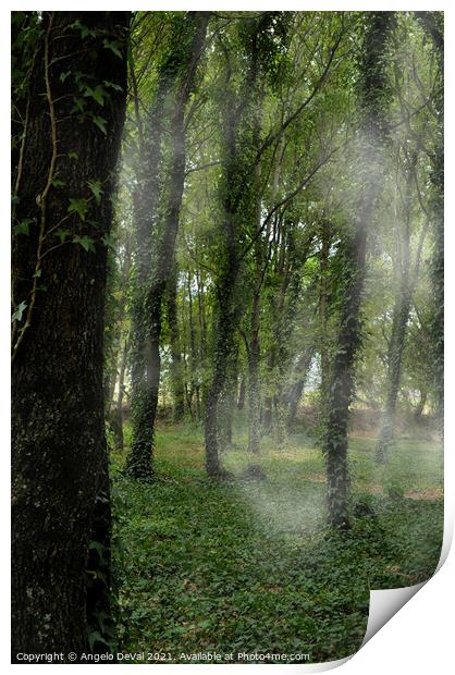 Trees Fog and Nature in Carvalhais Print by Angelo DeVal
