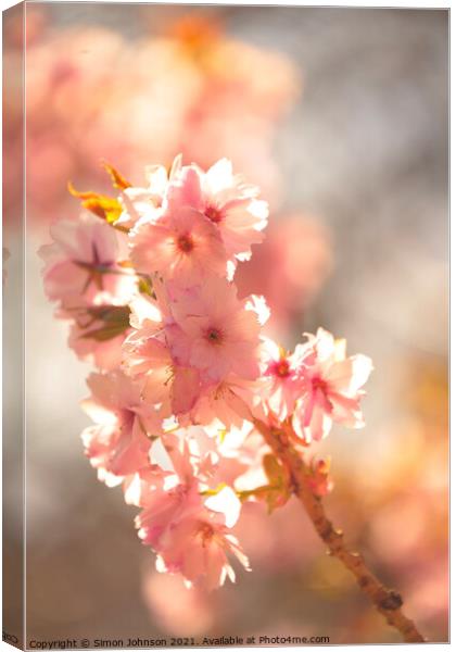 Spring Cherry Blossom Canvas Print by Simon Johnson