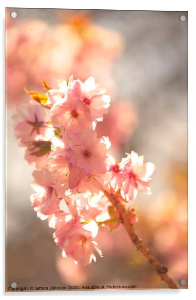 Spring Cherry Blossom Acrylic by Simon Johnson