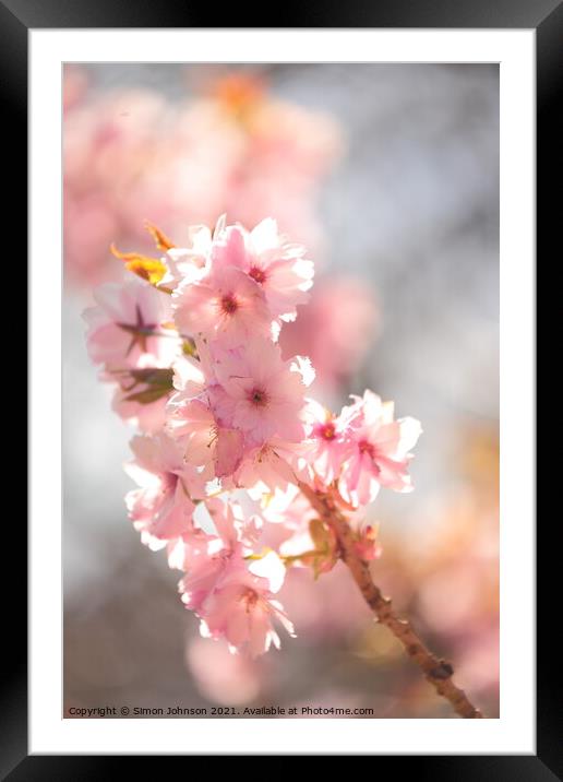 Sunlit Blossom Framed Mounted Print by Simon Johnson