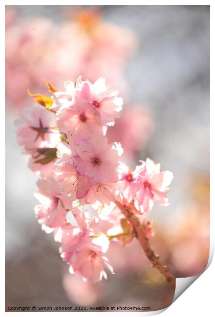 Sunlit Blossom Print by Simon Johnson