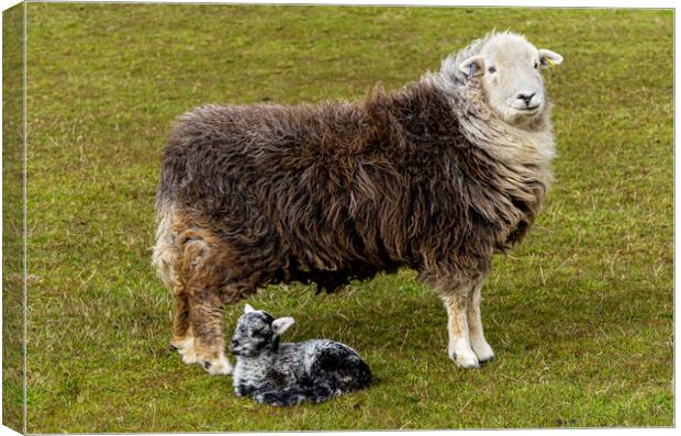 Herdwick Sheep - Mother And Lamb. Canvas Print by Colin Allen