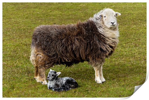 Herdwick Sheep - Mother And Lamb. Print by Colin Allen