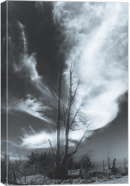 Bare tree Black and White Canvas Print by Duncan Loraine
