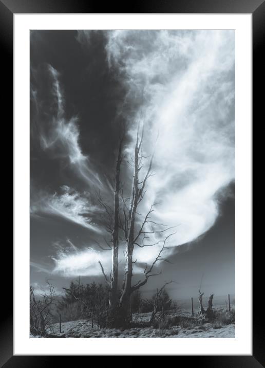 Bare tree Black and White Framed Mounted Print by Duncan Loraine