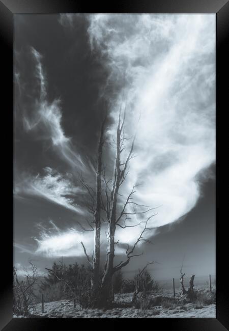 Bare tree Black and White Framed Print by Duncan Loraine