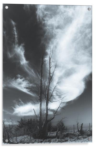 Bare tree Black and White Acrylic by Duncan Loraine