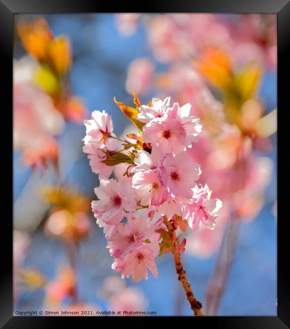 sunlit Cherry Blossom Framed Print by Simon Johnson