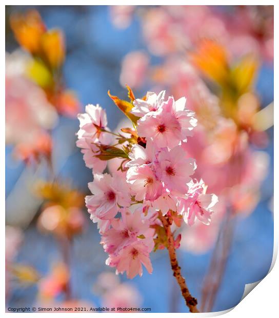 sunlit Cherry Blossom Print by Simon Johnson