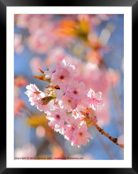 Sunlit cherry Blossom Framed Mounted Print by Simon Johnson