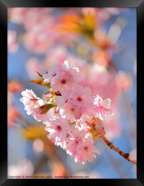 Sunlit cherry Blossom Framed Print by Simon Johnson