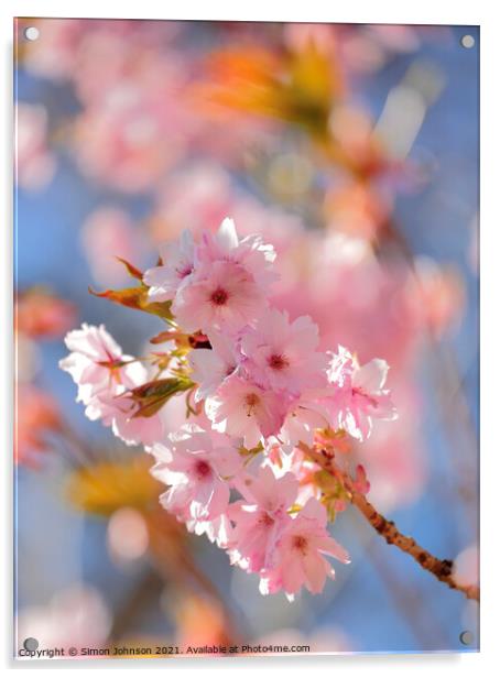 Sunlit cherry Blossom Acrylic by Simon Johnson