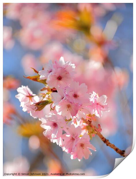 Sunlit cherry Blossom Print by Simon Johnson