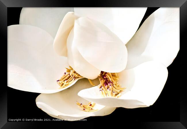 Magnolia Blossom with Stamens in Petals Framed Print by Darryl Brooks
