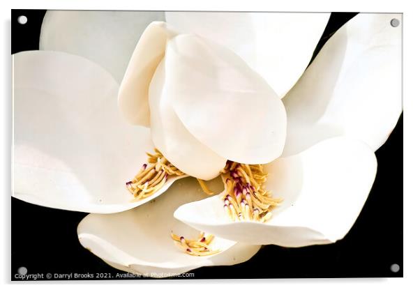 Magnolia Blossom with Stamens in Petals Acrylic by Darryl Brooks