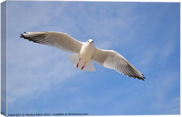 Single seagull in the blue sky Canvas Print by Paulina Sator