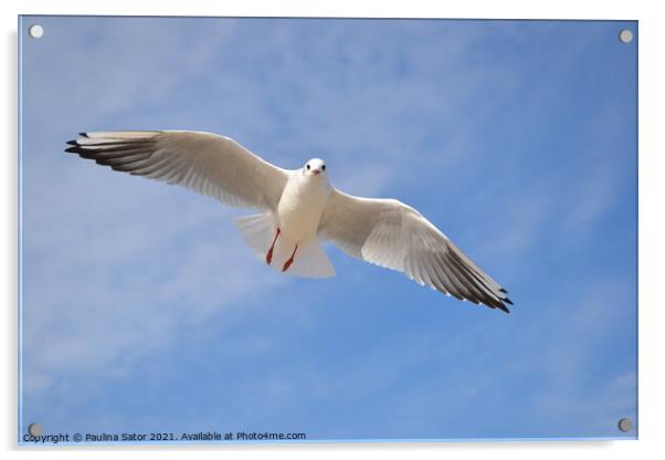 Single seagull in the blue sky Acrylic by Paulina Sator