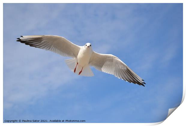Single seagull in the blue sky Print by Paulina Sator
