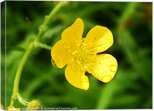 Buttercup, Gobbins, Northern Ireland Canvas Print by Claire Clarke