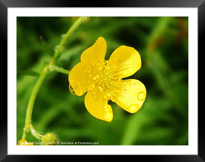 Buttercup, Gobbins, Northern Ireland Framed Mounted Print by Claire Clarke