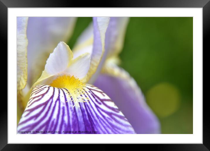Purple Iris flower close up Framed Mounted Print by Paulina Sator