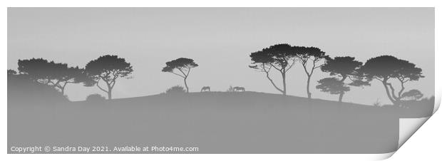 Horses on the Hill BW Cornwall Print by Sandra Day