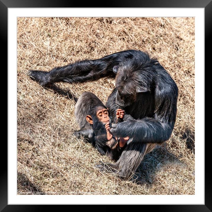 Mother and Baby, Chimpanze Framed Mounted Print by Steve de Roeck