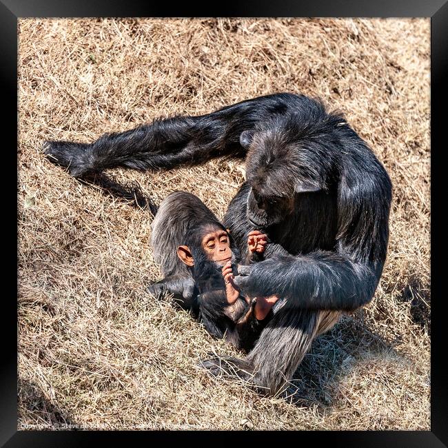 Mother and Baby, Chimpanze Framed Print by Steve de Roeck