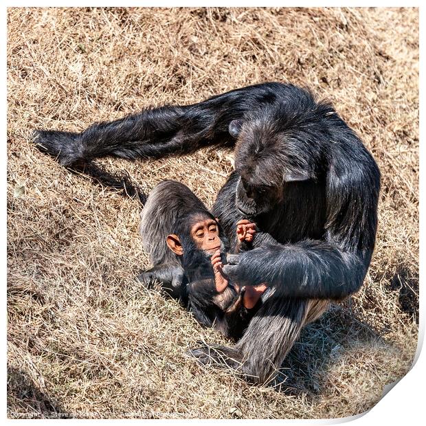 Mother and Baby, Chimpanze Print by Steve de Roeck