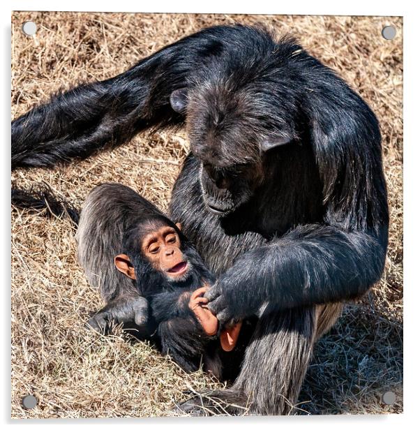 Baby chimp with mother Acrylic by Steve de Roeck
