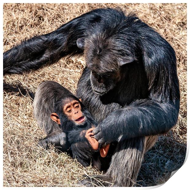 Baby chimp with mother Print by Steve de Roeck