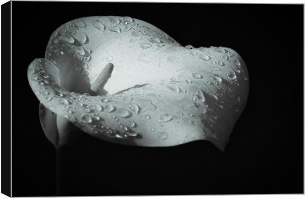 Heavenly tears of the Calla Lilly Canvas Print by Jesus Martínez