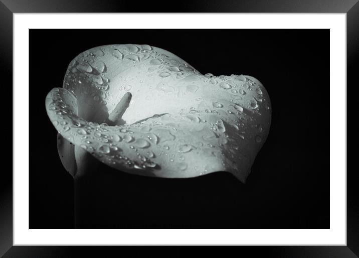 Heavenly tears of the Calla Lilly Framed Mounted Print by Jesus Martínez