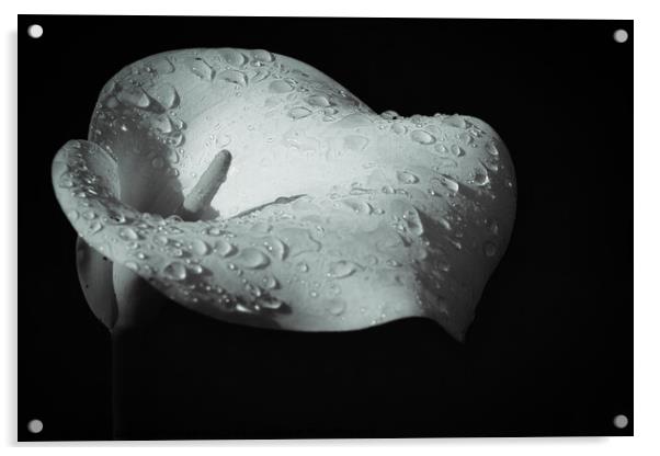 Heavenly tears of the Calla Lilly Acrylic by Jesus Martínez