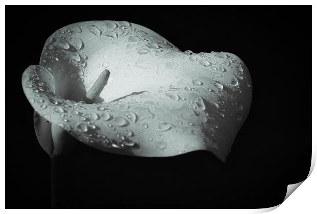 Heavenly tears of the Calla Lilly Print by Jesus Martínez