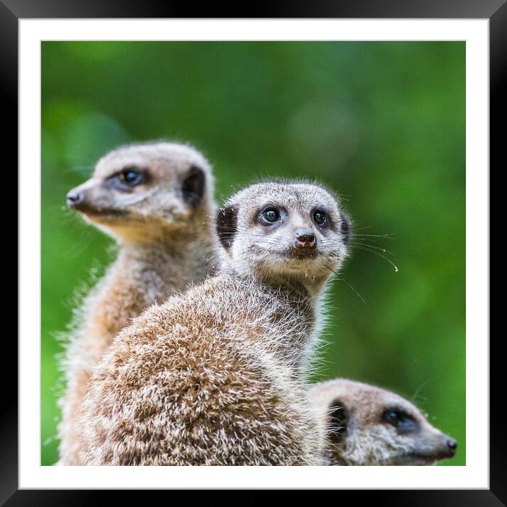 Square crop meerkats on sentry duty Framed Mounted Print by Jason Wells